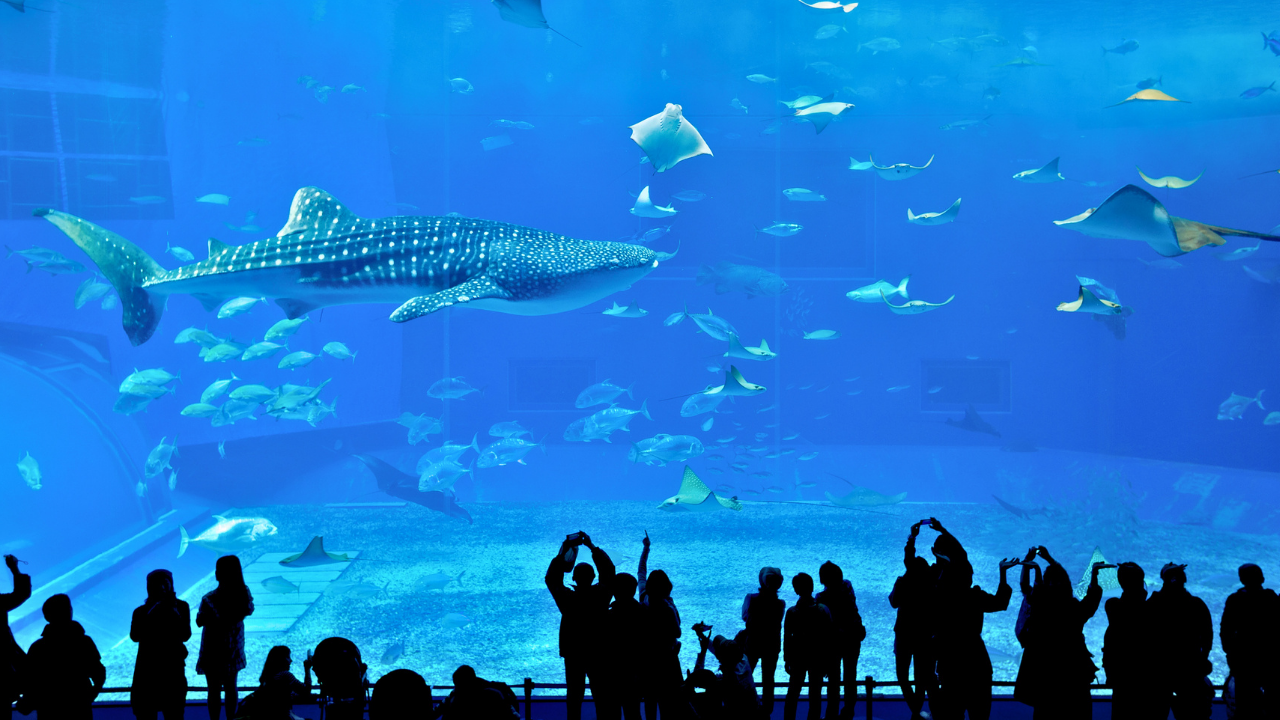 美麗海水族館 / 沖縄美ら海水族館